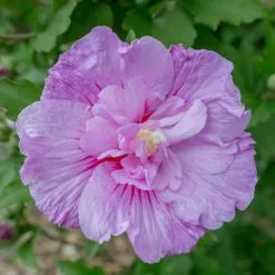 Hibiscus Syriacus Lavender Chiffon ('Notwoodone') (PBR) (Chiffon Series) | 2L Pot
