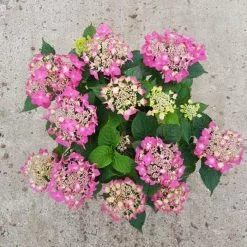 Hydrangea Macrophylla Garden Romance | 2L Pot