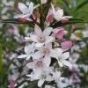 Eriostemon Flower Girl Pink | 2 Litre Pot -Perennial Plants Sales Store PL30004232 6e4f