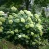 Hydrangea Arborescens Lime Rickey ('Smnhalr') (PBR) | 2L Pot -Perennial Plants Sales Store PL30004238 b48d
