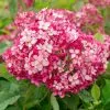 Hydrangea Arborescens Ruby Annabelle ('Ncha3') (PBR) | 3L Pot -Perennial Plants Sales Store PL30004239 2d34