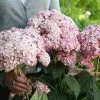 Hydrangea Arborescens Sweet Annabelle ('Ncha4') (PBR) | 3L Pot -Perennial Plants Sales Store PL30004240 dfff