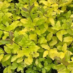 Ligustrum Ovalifolium Lemon And Lime | 2L Pot
