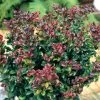 Leucothoe Axillaris Curly Red (PBR) | 2L Pot