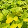 Physocarpus Opulifolius Dart's Gold | 2L Pot