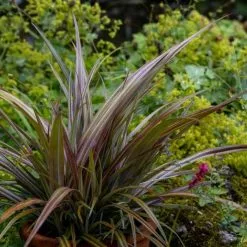 Astelia Nervosa Westland | 2 Litre Pot