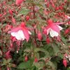 Fuchsia Alice Hoffman | 2 Litre Pot -Perennial Plants Sales Store PL30004371 1693