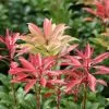 Pieris Japonica Mountain Fire | 5 Litre Pot