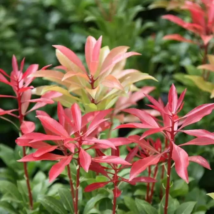 Pieris Japonica Mountain Fire | 5 Litre Pot 3 Pieris Japonica Mountain Fire | 5 Litre Pot