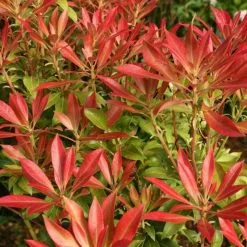 Pieris Forest Flame | 7.5L Pot