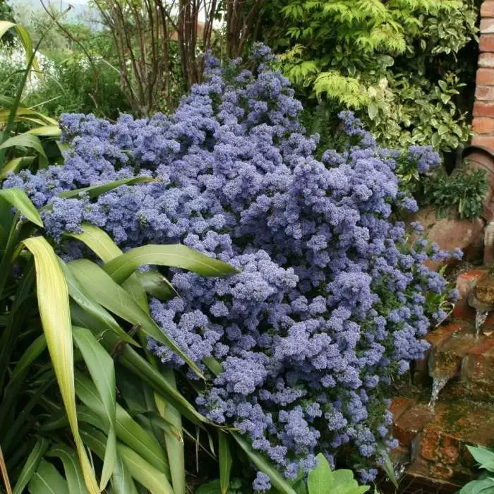 Ceanothus Puget Blue | 10 Lt Pot 3 Ceanothus Puget Blue | 10 Lt Pot