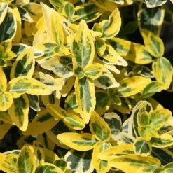 Euonymus Fortunei Emerald 'n' Gold | 7.5L Pot