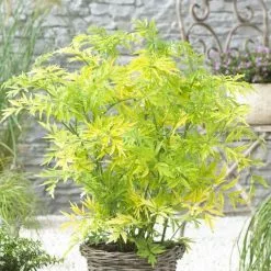 Sambucus Nigra Golden Tower ('Jdeboer001') (PBR) | 12L Pot