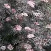 Sambucus Nigra F. Porphyrophylla 'Eva' (PBR) | 12L Pot 2 Sambucus Nigra F. Porphyrophylla 'Eva' (PBR) | 12L Pot -Perennial Plants Sales Store PL30004387 ad25
