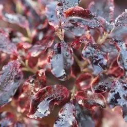 Pittosporum Tenuifolium Tom Thumb | 10 Lt Pot