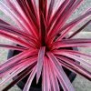 Cordyline Australis Pink Star | 2 Litre Pot