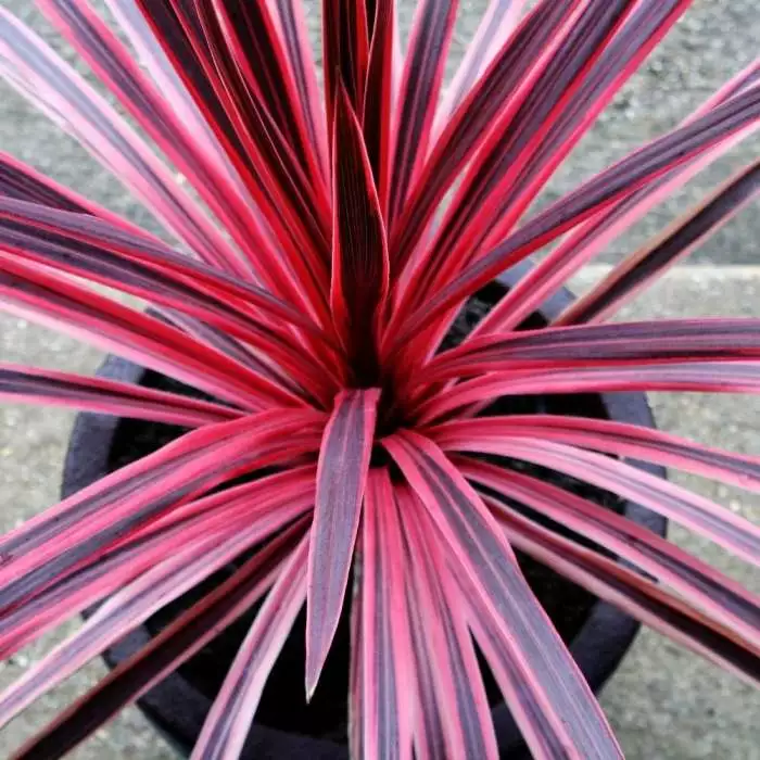 Cordyline Australis Pink Star | 2 Litre Pot 3 Cordyline Australis Pink Star | 2 Litre Pot