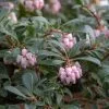 Arctostaphylos Uva-ursi | 2 Litre Pot
