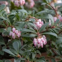 Arctostaphylos Uva-ursi | 2 Litre Pot