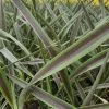 Phormium Chocomint (PBR) | 2 Litre Pot
