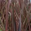 Phormium Maori Queen | 7.5L Pot -Perennial Plants Sales Store PL30004406 e1d4
