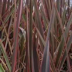 Phormium Maori Queen | 7.5L Pot