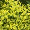 Euphorbia Ceratocarpa Fromefield Gold | 2 Litre Pot -Perennial Plants Sales Store PL30004416 36b7
