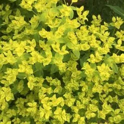 Euphorbia Ceratocarpa Fromefield Gold | 2 Litre Pot