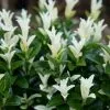Euonymus Japonicus Paloma Blanca ('Lankveld03') (PBR) | 2 Litre Pot -Perennial Plants Sales Store PL30004423 936e