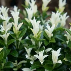 Euonymus Japonicus Paloma Blanca ('Lankveld03') (PBR) | 2 Litre Pot