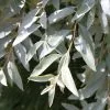 Elaeagnus Quicksilver | 2L Pot