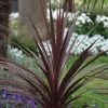 Cordyline Australis Red Star | 7.5L Pot ()