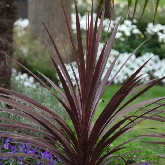 Cordyline Australis Red Star | 7.5L Pot () 3 Cordyline Australis Red Star | 7.5L Pot ()