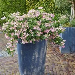 Hydrangea Boléro (PBR) | 2L Pot