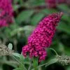Buddleja Davidii Royal Red | 12L Pot -Perennial Plants Sales Store PL30004436 d508