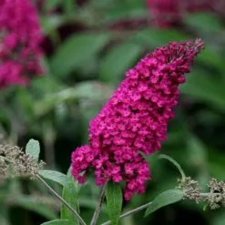 Buddleja Davidii Royal Red | 12L Pot