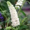 Buddleja Davidii White Profusion | 10L Pot