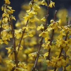 Forsythia × Intermedia Goldrausch | 12L Pot