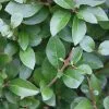 Ligustrum Ovalifolium | 12L Pot -Perennial Plants Sales Store PL30004446 5483