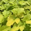 Physocarpus Opulifolius Dart's Gold | 12L Pot