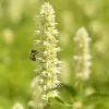 Agastache Foeniculum Alabaster | 2L Pot