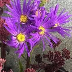 Aster Amellus Veilchenkönigin | 2L Pot