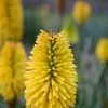 Kniphofia Bees Lemon | 2L Pot