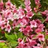 Weigela Picobella Rosa ('Tvp2') (PBR) | 2L Pot