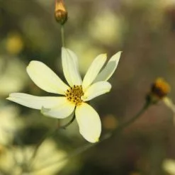 Coreopsis Verticillata Moonbeam | 2L Pot