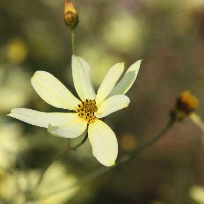 Coreopsis Verticillata Moonbeam | 2L Pot 3 Coreopsis Verticillata Moonbeam | 2L Pot