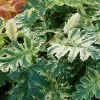 Acanthus Whitewater | 2 Litre Pot -Perennial Plants Sales Store PL30004535 063f