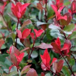 Photinia × Fraseri Little Red Robin | 2L Pot