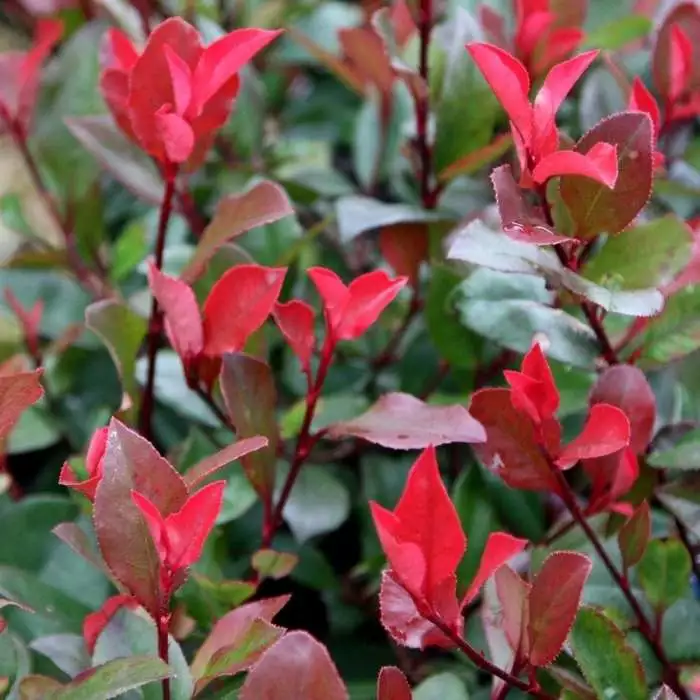 Photinia × Fraseri Little Red Robin | 2L Pot 3 Photinia × Fraseri Little Red Robin | 2L Pot