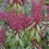 Pieris Japonica Bonfire | 2L Pot -Perennial Plants Sales Store PL30004565 802b